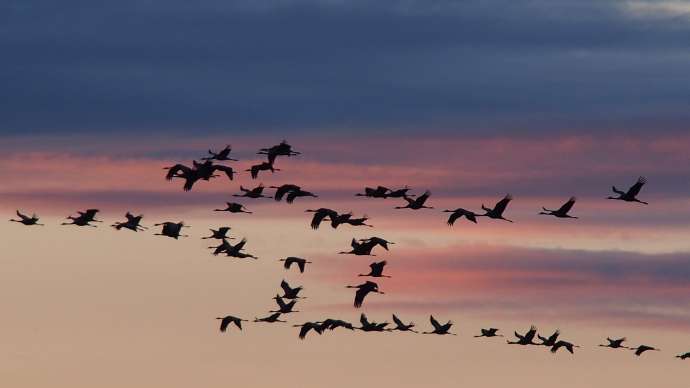 Осенние миграции птиц