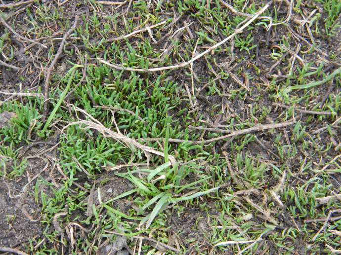 Спорыш трава для газона фото и описание