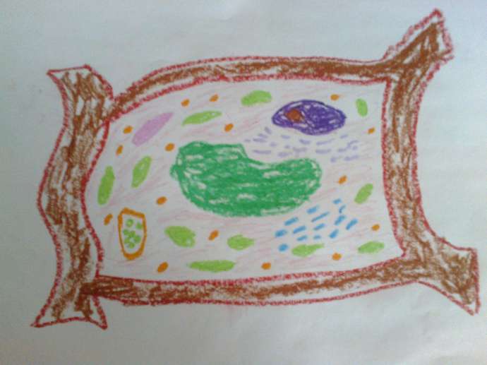 Модель аппликация строение клетки. Модель аппликация растительной клетки 5 класс биология. Биология 5 класс строение клетки растительной модель. Модель растительной клетки 5 класс биология. Модель растительной клетки из пластилина 5 класс.