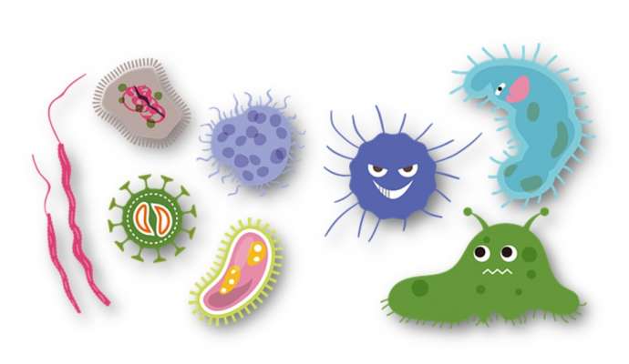Бактерии — друзья или враги человека?