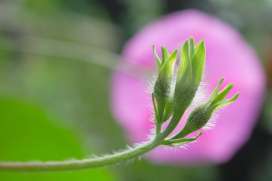 Организмы — тела живой природы: проверяем себя