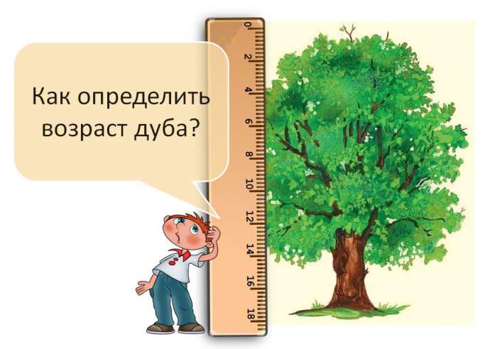 Как определить возраст дерева?