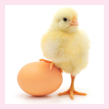 Куриное яйцо прочное или хрупкое ?