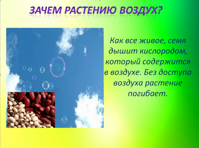 Воздух для растений животных человека. Воздух для растений. Воздух для живых организмов. Зачем растениям воздух. Значение воздуха для растений.