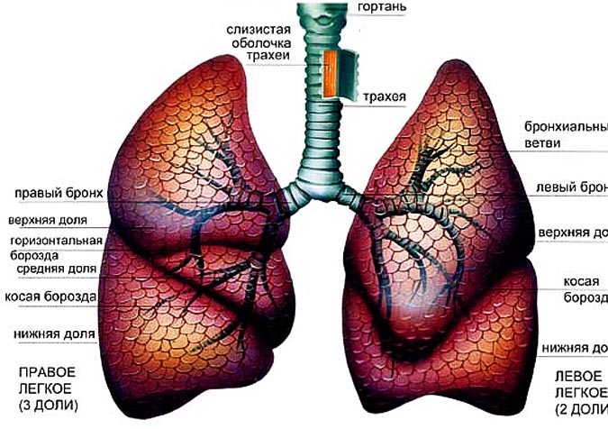 Анатомия человека картинки легкие человека