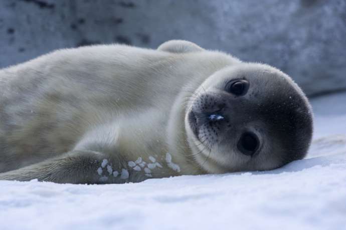 Защитим каспийского тюленя
