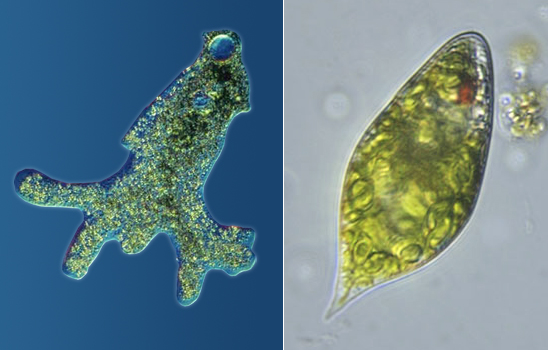 Euglena viridis фото. Клетка эвгенола зеленая.