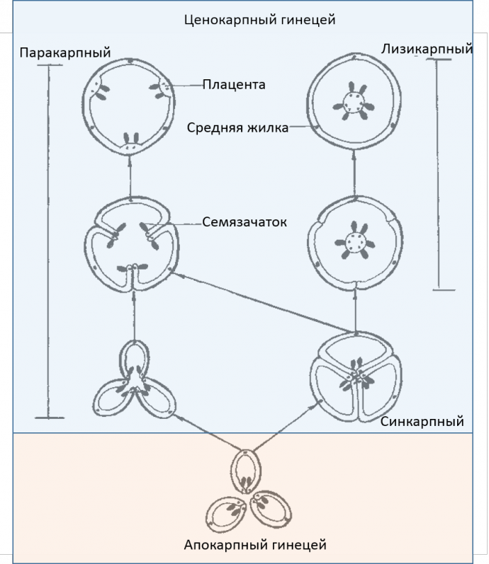 Строение апокарпного гинецея. Типы ценокарпного гинецея. Основные типы гинецея строение. Схема эволюции основных типов гинецея.