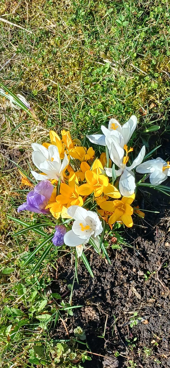 Первые вестники весны — первоцветы