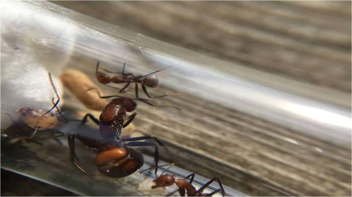 Содержание муравьев дома