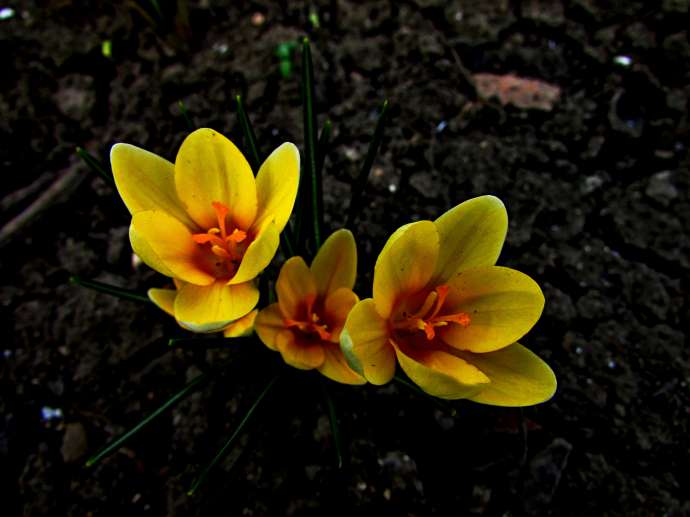 Весна пришла, цветочки распустились