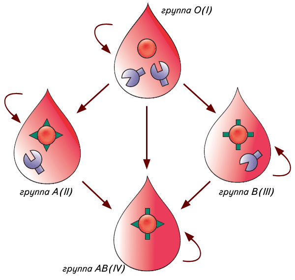 Группа крови в картинках