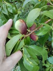 Как вырастить нектарин в домашних условиях