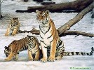 Помоги животным планеты!