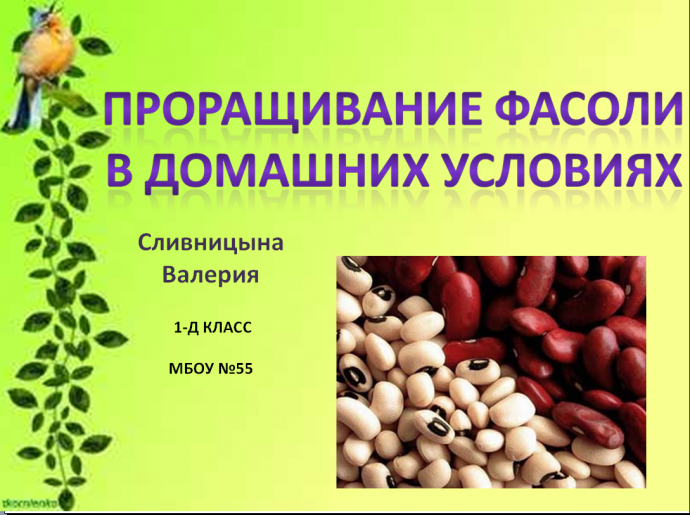 Последовательность событий при прорастании семян фасоли. Эксперимент с фасолью. Проращивание фасоли. Приспособления для фасоли.