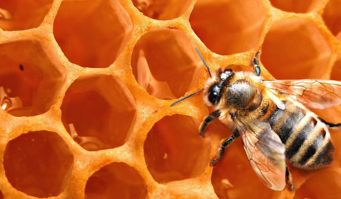 Есть ли генетическая память у мёда?